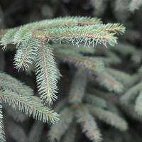 ramas de abeto azul o picea pungens se cierran al aire libre foto