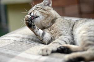 Portrait of tabby cat sitting and licking his hair outdoors and lies on brown sofa photo