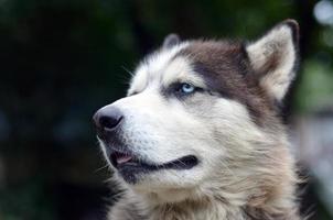 Proud handsome young husky dog with head in profile sitting in garden photo