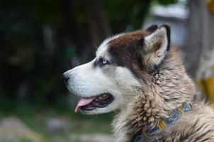 Arctic Malamute with blue eyes muzzle portrait close up. This is a fairly large dog native type photo