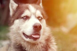 malamute ártico con retrato de bozal de ojos azules de cerca. este es un tipo nativo de perro bastante grande foto