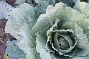 repollo verde madurando la cabeza creciendo en una granja vegetal foto