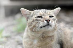 Sad muzzle portrait of a grey striped tabby cat with green eyes, selective focus photo