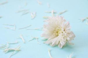 White Chrysanthemum flower head and many petals on pastel blue with blurred background photo