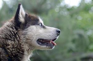 Arctic Malamute with blue eyes muzzle portrait close up. This is a fairly large dog native type photo