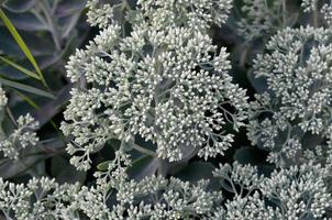 muchas flores blancas de hylotelephium telephium florecientes con hojas y tallos verdes foto