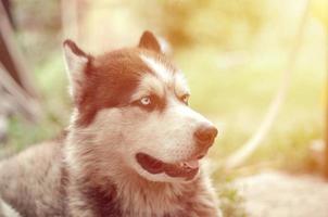 Arctic Malamute with blue eyes muzzle portrait close up. This is a fairly large dog native type photo