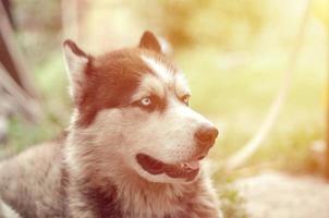 malamute ártico con retrato de bozal de ojos azules de cerca. este es un tipo nativo de perro bastante grande foto