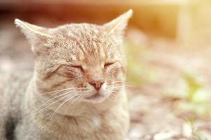 Sad muzzle portrait of a grey striped tabby cat with green eyes, selective focus photo