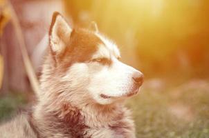 Arctic Malamute with blue eyes muzzle portrait close up. This is a fairly large dog native type photo
