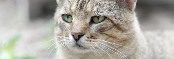 Sad muzzle portrait of a grey striped tabby cat with green eyes, selective focus photo
