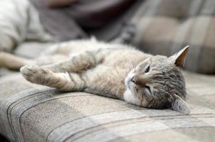 Close up of a sad and lazy tabby cat napping on the couch outdoors in evening photo