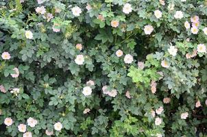 Rosa canina or dog roses in bloom outdoors under daylight photo