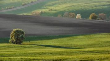 hermoso prado. verdes campos agrícolas de moravia durante el día. buen tiempo foto