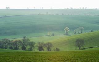 Line of fresh trees on the green agriciltural fields at daytime photo