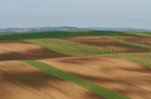 Hermosa naturaleza. línea de árboles frescos en los verdes campos agrícolas durante el día foto