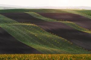 Line of fresh trees on the green agriciltural fields at daytime photo