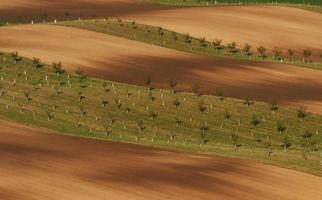 Beautiful nature. Line of fresh trees on the green agriciltural fields at daytime photo