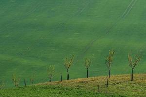 Beautiful nature. Line of fresh trees on the green agriciltural fields at daytime photo