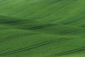 Green agricultural fields of Moravia at daytime. Nice weather photo