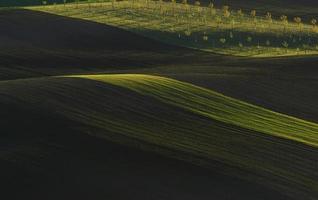 Rural scene. Green agricultural fields of Moravia at daytime. Nice weather photo