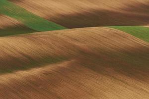 Golden colored in Moravia. Beautiful nature. Rural scene photo