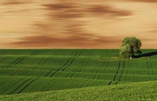 Tree on green field in Moravia. Beautiful nature. Rural scene photo