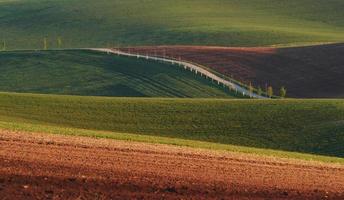 Hermosa naturaleza. línea de árboles frescos en los verdes campos agrícolas durante el día foto