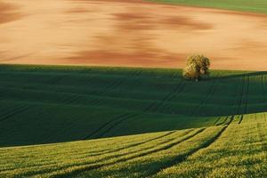 árbol en campo verde en moravia. Hermosa naturaleza. escena campestre foto