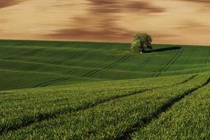 Tree on green field in Moravia. Beautiful nature. Rural scene photo