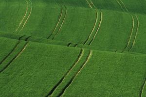 Green agricultural fields of Moravia at daytime. Nice weather photo