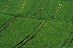 Green agricultural fields of Moravia at daytime. Nice weather photo