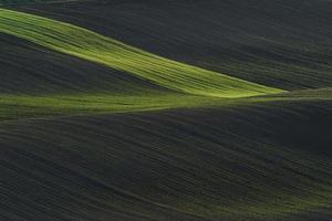 Rural scene. Green agricultural fields of Moravia at daytime. Nice weather photo