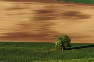 tejido de color dorado. árbol en campo verde en moravia. Hermosa naturaleza. escena campestre foto