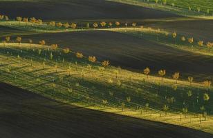 Beautiful nature. Line of fresh trees on the green agriciltural fields at daytime photo