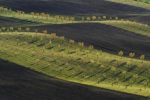 línea de árboles frescos en los verdes campos agrícolas durante el día foto