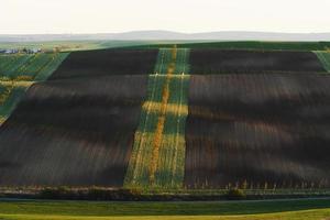 No people. Line of fresh trees on the green agriciltural fields at daytime photo