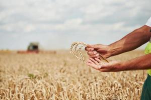 las manos del hombre sostienen la vaina de trigo. cosechadora detrás en el campo foto