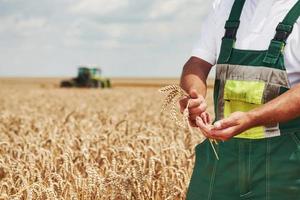 el trabajador uniformado se para en el campo y muestra la vaina de trigo. cosechadora detrás foto