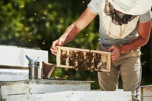 Green trees behind. Beekeeper works with honeycomb full of bees outdoors at sunny day photo