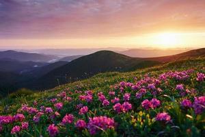 Bright pink and green meadow. Majestic Carpathian mountains. Beautiful landscape. Breathtaking view photo