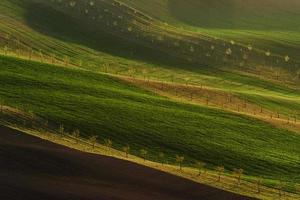 Line of fresh trees on the green agriciltural fields at daytime photo