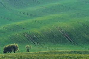 Beautiful meadow. Green agricultural fields of Moravia at daytime. Nice weather photo