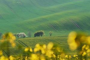 hermoso prado. verdes campos agrícolas de moravia durante el día. buen tiempo foto