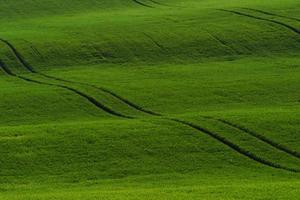 verdes campos agrícolas de moravia durante el día. buen tiempo foto