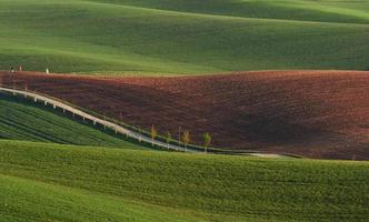 Line of fresh trees on the green agriciltural fields at daytime photo