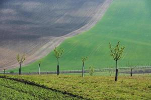 Hermosa naturaleza. línea de árboles frescos en los verdes campos agrícolas durante el día foto