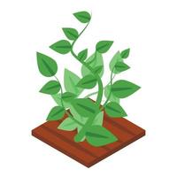 Garden soybean icon, isometric style vector