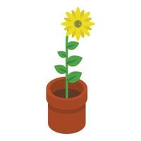 Sunflower in pot icon, isometric style vector