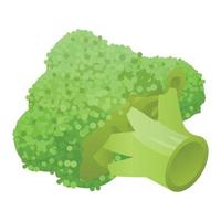 Fresh broccoli icon, isometric style vector